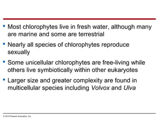  Most chlorophytes live in fresh water, although many
are marine and some are terrestrial
 Nearly all species of chlorophytes reproduce
sexually
 Some unicellular chlorophytes are free-living while
others live symbiotically within other eukaryotes
 Larger size and greater complexity are found in
multicellular species including Volvox and Ulva
© 2014 Pearson Education, Inc.
 