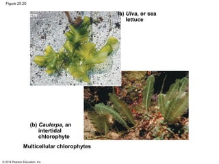 © 2014 Pearson Education, Inc.
Figure 25.20
(a) Ulva, or sea
lettuce
(b) Caulerpa, an
intertidal
chlorophyte
Multicellular chlorophytes
2 cm
 