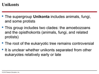 Unikonts
 The supergroup Unikonta includes animals, fungi,
and some protists
 This group includes two clades: the amoebozoans
and the opisthokonts (animals, fungi, and related
protists)
 The root of the eukaryotic tree remains controversial
 It is unclear whether unikonts separated from other
eukaryotes relatively early or late
© 2014 Pearson Education, Inc.
 