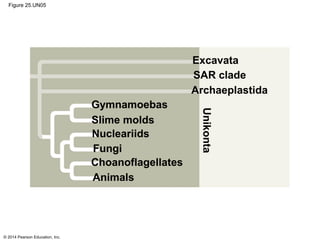 © 2014 Pearson Education, Inc.
Figure 25.UN05
Unikonta
Archaeplastida
SAR clade
Excavata
Gymnamoebas
Slime molds
Nucleariids
Fungi
Animals
Choanoflagellates
 
