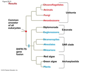 © 2014 Pearson Education, Inc.
Figure 25.21
Results
Common
ancestor
of all
eukaryotes
Choanoflagellates
Animals
Fungi
Amoebozoans
Unikonta
Excavata
Diplomonads
SAR clade
Euglenozoans
Stramenopiles
Alveolates
Rhizarians
Plants
Green algae
Red algae
Archaeplastida
DHFR-TS
gene
fusion
 