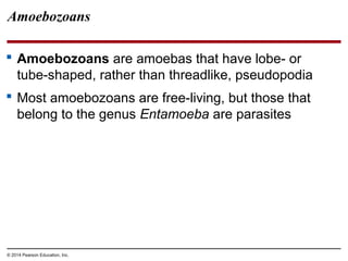 Amoebozoans
 Amoebozoans are amoebas that have lobe- or
tube-shaped, rather than threadlike, pseudopodia
 Most amoebozoans are free-living, but those that
belong to the genus Entamoeba are parasites
© 2014 Pearson Education, Inc.
 