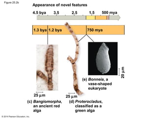 © 2014 Pearson Education, Inc.
Figure 25.2b
4.5 bya 3.5 1.52.5 500 mya
Appearance of novel features
1.3 bya 1.2 bya 750 mya
20µm
25 µm 25 µm
(c) Bangiomorpha,
an ancient red
alga
(d) Proterocladus,
classified as a
green alga
(e) Bonneia, a
vase-shaped
eukaryote
 