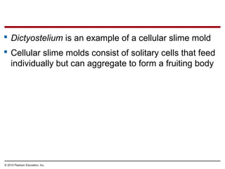  Dictyostelium is an example of a cellular slime mold
 Cellular slime molds consist of solitary cells that feed
individually but can aggregate to form a fruiting body
© 2014 Pearson Education, Inc.
 