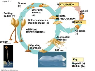 © 2014 Pearson Education, Inc.
Figure 25.22
Spores
(n)
Fruiting
bodies (n)
Emerging
amoeba
(n)
Solitary amoebas
(feeding stage) (n)
ASEXUAL
REPRODUCTION
SEXUAL
REPRODUCTION
MEIOSIS
FERTILIZATION
Zygote
(2n)
Amoebas
(n)
Aggregated
amoebas
600 µm
Migrating
aggregate
200 µm
Key
Haploid (n)
Diploid (2n)
 