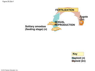 © 2014 Pearson Education, Inc.
Figure 25.22a-1
Solitary amoebas
(feeding stage) (n)
SEXUAL
REPRODUCTION
FERTILIZATION
Zygote
(2n)
Key
Haploid (n)
Diploid (2n)
 