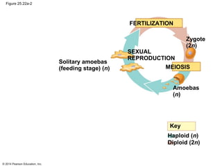 © 2014 Pearson Education, Inc.
Figure 25.22a-2
Solitary amoebas
(feeding stage) (n)
SEXUAL
REPRODUCTION
MEIOSIS
FERTILIZATION
Zygote
(2n)
Amoebas
(n)
Key
Haploid (n)
Diploid (2n)
 
