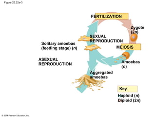 © 2014 Pearson Education, Inc.
Figure 25.22a-3
Solitary amoebas
(feeding stage) (n)
ASEXUAL
REPRODUCTION
SEXUAL
REPRODUCTION
MEIOSIS
FERTILIZATION
Zygote
(2n)
Amoebas
(n)
Aggregated
amoebas
Key
Haploid (n)
Diploid (2n)
 