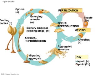 © 2014 Pearson Education, Inc.
Figure 25.22a-5
Spores
(n)
Fruiting
bodies (n)
Emerging
amoeba
(n)
Solitary amoebas
(feeding stage) (n)
ASEXUAL
REPRODUCTION
SEXUAL
REPRODUCTION
MEIOSIS
FERTILIZATION
Zygote
(2n)
Amoebas
(n)
Aggregated
amoebas
Migrating
aggregate
Key
Haploid (n)
Diploid (2n)
 