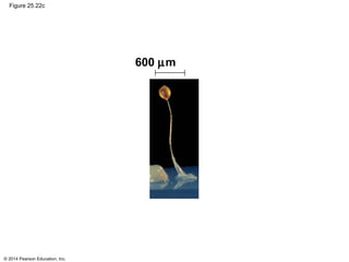 © 2014 Pearson Education, Inc.
Figure 25.22c
600 µm
 
