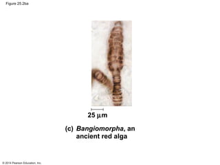 © 2014 Pearson Education, Inc.
Figure 25.2ba
25 µm
(c) Bangiomorpha, an
ancient red alga
 