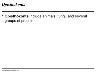 Opisthokonts
 Opisthokonts include animals, fungi, and several
groups of protists
© 2014 Pearson Education, Inc.
 