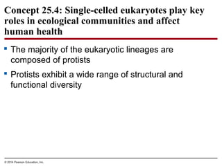 Concept 25.4: Single-celled eukaryotes play key
roles in ecological communities and affect
human health
 The majority of the eukaryotic lineages are
composed of protists
 Protists exhibit a wide range of structural and
functional diversity
© 2014 Pearson Education, Inc.
 