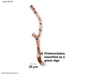 © 2014 Pearson Education, Inc.
Figure 25.2bb
25 µm
(d) Proterocladus,
classified as a
green alga
 