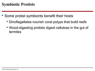 Symbiotic Protists
 Some protist symbionts benefit their hosts
 Dinoflagellates nourish coral polyps that build reefs
 Wood-digesting protists digest cellulose in the gut of
termites
© 2014 Pearson Education, Inc.
 