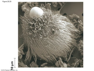 © 2014 Pearson Education, Inc.
10µm
Figure 25.25
 