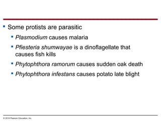  Some protists are parasitic
 Plasmodium causes malaria
 Pfiesteria shumwayae is a dinoflagellate that
causes fish kills
 Phytophthora ramorum causes sudden oak death
 Phytophthora infestans causes potato late blight
© 2014 Pearson Education, Inc.
 