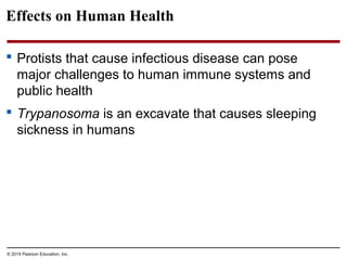 Effects on Human Health
 Protists that cause infectious disease can pose
major challenges to human immune systems and
public health
 Trypanosoma is an excavate that causes sleeping
sickness in humans
© 2014 Pearson Education, Inc.
 