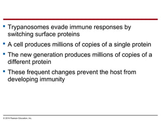  Trypanosomes evade immune responses by
switching surface proteins
 A cell produces millions of copies of a single protein
 The new generation produces millions of copies of a
different protein
 These frequent changes prevent the host from
developing immunity
© 2014 Pearson Education, Inc.
 