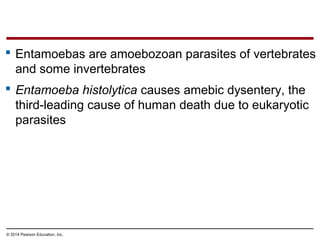  Entamoebas are amoebozoan parasites of vertebrates
and some invertebrates
 Entamoeba histolytica causes amebic dysentery, the
third-leading cause of human death due to eukaryotic
parasites
© 2014 Pearson Education, Inc.
 