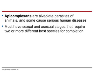  Apicomplexans are alveolate parasites of
animals, and some cause serious human diseases
 Most have sexual and asexual stages that require
two or more different host species for completion
© 2014 Pearson Education, Inc.
 