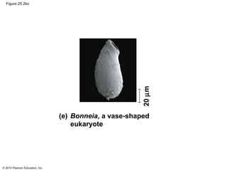 © 2014 Pearson Education, Inc.
Figure 25.2bc
20µm
(e) Bonneia, a vase-shaped
eukaryote
 