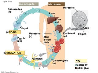 © 2014 Pearson Education, Inc.
Figure 25.26
0.5 µm
Apex
Red blood
cell
Merozoite
Liver
Liver
cell
Red
blood
cells
Merozoite
(n)
Zygote
(2n)
Oocyst
MEIOSIS
Sporozoites
(n)
Inside mosquito Inside human
FERTILIZATION
Gametes
Gametocytes
(n)
Key
Haploid (n)
Diploid (2n)
 