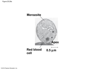 © 2014 Pearson Education, Inc.
Figure 25.26a
0.5 µm
Apex
Red blood
cell
Merozoite
 