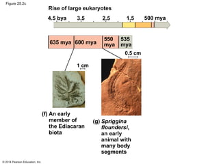 © 2014 Pearson Education, Inc.
Figure 25.2c
4.5 bya 3.5 1.52.5 500 mya
Rise of large eukaryotes
635 mya 600 mya
550
mya
535
mya
1 cm
0.5 cm
(f) An early
member of
the Ediacaran
biota
(g) Spriggina
floundersi,
an early
animal with
many body
segments
 
