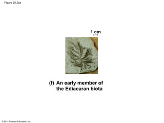 © 2014 Pearson Education, Inc.
Figure 25.2ca
1 cm
(f) An early member of
the Ediacaran biota
 