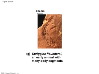 © 2014 Pearson Education, Inc.
Figure 25.2cb
0.5 cm
(g) Spriggina floundersi,
an early animal with
many body segments
 