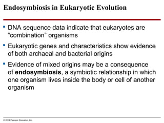 Endosymbiosis in Eukaryotic Evolution
 DNA sequence data indicate that eukaryotes are
“combination” organisms
 Eukaryotic genes and characteristics show evidence
of both archaeal and bacterial origins
 Evidence of mixed origins may be a consequence
of endosymbiosis, a symbiotic relationship in which
one organism lives inside the body or cell of another
organism
© 2014 Pearson Education, Inc.
 