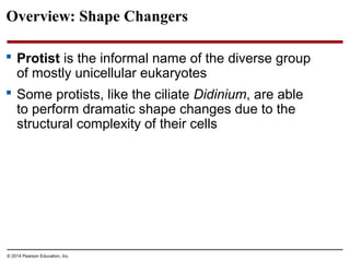 Overview: Shape Changers
 Protist is the informal name of the diverse group
of mostly unicellular eukaryotes
 Some protists, like the ciliate Didinium, are able
to perform dramatic shape changes due to the
structural complexity of their cells
© 2014 Pearson Education, Inc.
 
