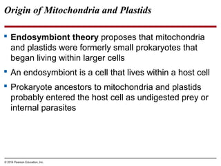 Origin of Mitochondria and Plastids
 Endosymbiont theory proposes that mitochondria
and plastids were formerly small prokaryotes that
began living within larger cells
 An endosymbiont is a cell that lives within a host cell
 Prokaryote ancestors to mitochondria and plastids
probably entered the host cell as undigested prey or
internal parasites
© 2014 Pearson Education, Inc.
 
