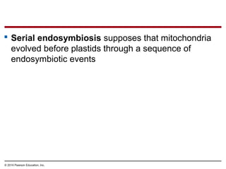  Serial endosymbiosis supposes that mitochondria
evolved before plastids through a sequence of
endosymbiotic events
© 2014 Pearson Education, Inc.
 