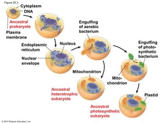 © 2014 Pearson Education, Inc.
Figure 25.3
Cytoplasm
DNA
Nucleus
Engulfing
of aerobic
bacterium
Engulfing
of photo-
synthetic
bacterium
Mitochondrion
Mito-
chondrion
Plastid
Plasma
membrane
Endoplasmic
reticulum
Nuclear
envelope
Ancestral
prokaryote
Ancestral
heterotrophic
eukaryote
Ancestral
photosynthetic
eukaryote
 