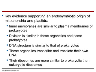  Key evidence supporting an endosymbiotic origin of
mitochondria and plastids:
 Inner membranes are similar to plasma membranes of
prokaryotes
 Division is similar in these organelles and some
prokaryotes
 DNA structure is similar to that of prokaryotes
 These organelles transcribe and translate their own
DNA
 Their ribosomes are more similar to prokaryotic than
eukaryotic ribosomes
© 2014 Pearson Education, Inc.
 