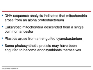  DNA sequence analysis indicates that mitochondria
arose from an alpha proteobacterium
 Eukaryotic mitochondria descended from a single
common ancestor
 Plastids arose from an engulfed cyanobacterium
 Some photosynthetic protists may have been
engulfed to become endosymbionts themselves
© 2014 Pearson Education, Inc.
 