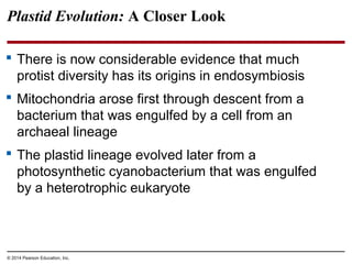 Plastid Evolution: A Closer Look
 There is now considerable evidence that much
protist diversity has its origins in endosymbiosis
 Mitochondria arose first through descent from a
bacterium that was engulfed by a cell from an
archaeal lineage
 The plastid lineage evolved later from a
photosynthetic cyanobacterium that was engulfed
by a heterotrophic eukaryote
© 2014 Pearson Education, Inc.
 