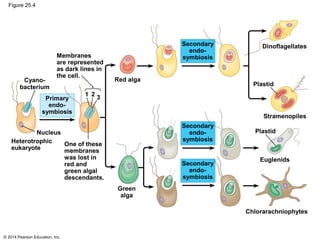 © 2014 Pearson Education, Inc.
Figure 25.4
Cyano-
bacterium
Membranes
are represented
as dark lines in
the cell.
Red alga
Primary
endo-
symbiosis
1 2
3
Nucleus
Heterotrophic
eukaryote
One of these
membranes
was lost in
red and
green algal
descendants.
Green
alga
Secondary
endo-
symbiosis
Secondary
endo-
symbiosis
Plastid
Euglenids
Chlorarachniophytes
Stramenopiles
Plastid
Secondary
endo-
symbiosis
Dinoflagellates
 