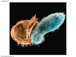 © 2014 Pearson Education, Inc.
Figure 25.1
 