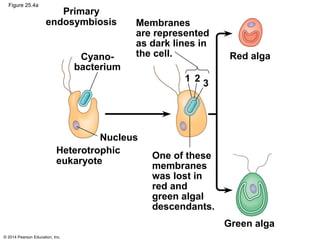 © 2014 Pearson Education, Inc.
Figure 25.4a
Cyano-
bacterium
Membranes
are represented
as dark lines in
the cell. Red alga
Primary
endosymbiosis
1 2 3
Nucleus
Heterotrophic
eukaryote
One of these
membranes
was lost in
red and
green algal
descendants.
Green alga
 