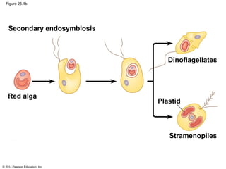 © 2014 Pearson Education, Inc.
Figure 25.4b
Secondary endosymbiosis
Red alga
Plastid
Dinoflagellates
Stramenopiles
 