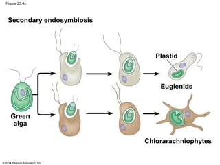 © 2014 Pearson Education, Inc.
Figure 25.4c
Secondary endosymbiosis
Plastid
Euglenids
Green
alga
Chlorarachniophytes
 
