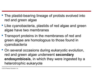  The plastid-bearing lineage of protists evolved into
red and green algae
 Like cyanobacteria, plastids of red algae and green
algae have two membranes
 Transport proteins in the membranes of red and
green algae are homologous to those found in
cyanobacteria
 On several occasions during eukaryotic evolution,
red and green algae underwent secondary
endosymbiosis, in which they were ingested by a
heterotrophic eukaryote
© 2014 Pearson Education, Inc.
 