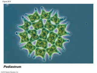 © 2014 Pearson Education, Inc.
Figure 25.5
Pediastrum
 