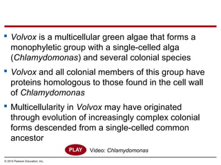  Volvox is a multicellular green algae that forms a
monophyletic group with a single-celled alga
(Chlamydomonas) and several colonial species
 Volvox and all colonial members of this group have
proteins homologous to those found in the cell wall
of Chlamydomonas
 Multicellularity in Volvox may have originated
through evolution of increasingly complex colonial
forms descended from a single-celled common
ancestor
© 2014 Pearson Education, Inc.
Video: Chlamydomonas
 