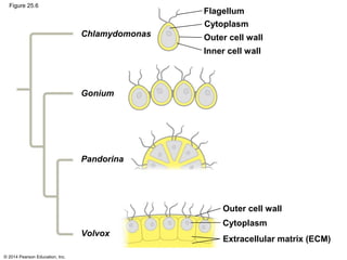 © 2014 Pearson Education, Inc.
Figure 25.6
Flagellum
Cytoplasm
Outer cell wall
Inner cell wall
Outer cell wall
Cytoplasm
Extracellular matrix (ECM)
Chlamydomonas
Gonium
Pandorina
Volvox
 