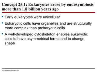 Concept 25.1: Eukaryotes arose by endosymbiosis
more than 1.8 billion years ago
 Early eukaryotes were unicellular
 Eukaryotic cells have organelles and are structurally
more complex than prokaryotic cells
 A well-developed cytoskeleton enables eukaryotic
cells to have asymmetrical forms and to change
shape
© 2014 Pearson Education, Inc.
 
