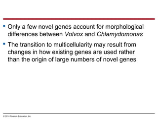  Only a few novel genes account for morphological
differences between Volvox and Chlamydomonas
 The transition to multicellularity may result from
changes in how existing genes are used rather
than the origin of large numbers of novel genes
© 2014 Pearson Education, Inc.
 